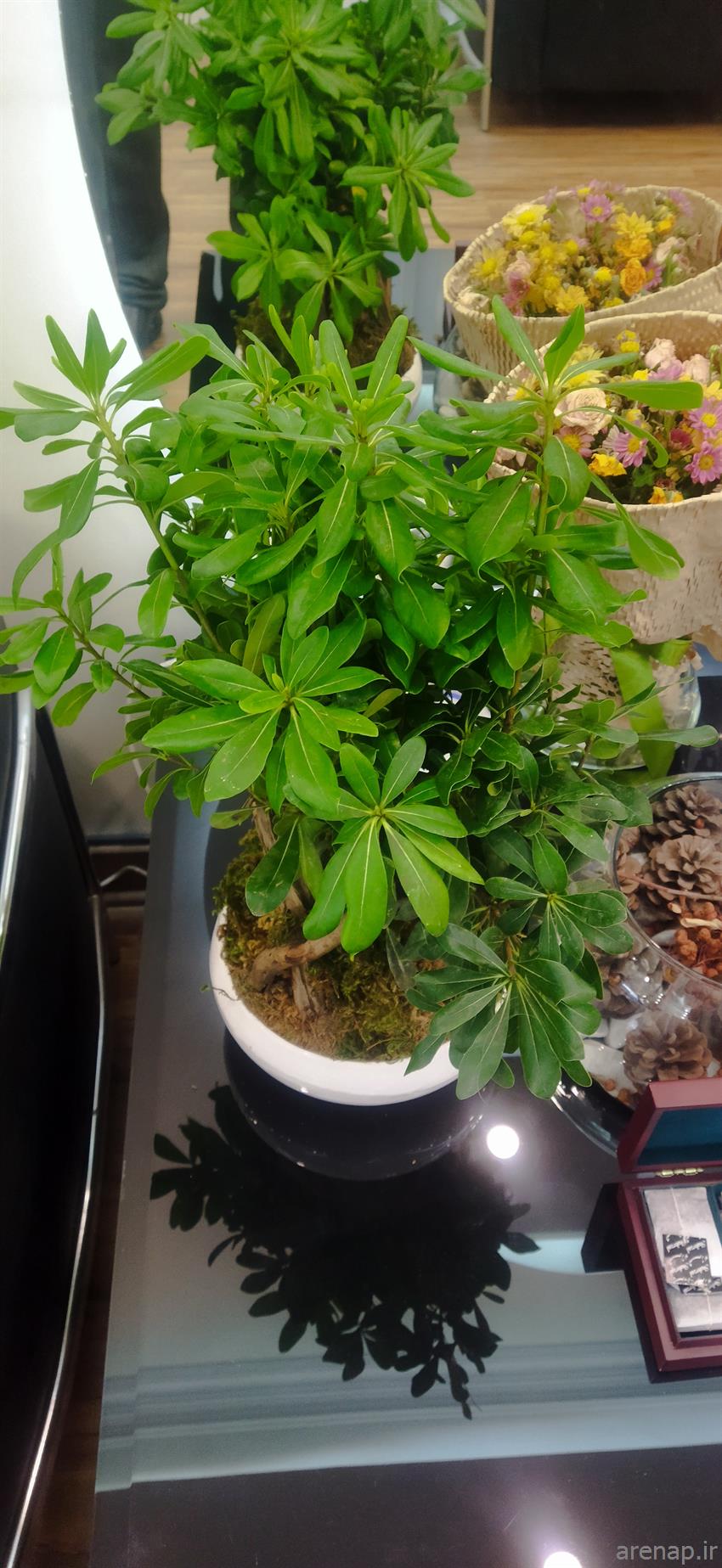 دکتر حسن دانشمند متخصص دکترای پزشکی (پزشک عمومی) در شهر تهران